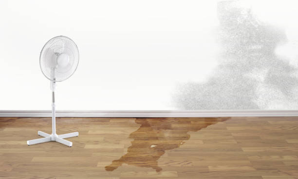 Best Flood damage cleanup  in Centerport, NY