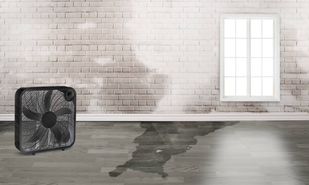 Best Local water damage restoration  in Centerport, NY